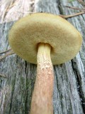 Boletus viscidocorrugis image
