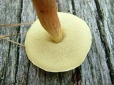 Boletus viscidocorrugis image