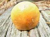 Boletus viscidocorrugis image