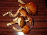 Boletus viscidocorrugis image