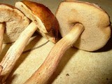 Boletus viscidocorrugis image