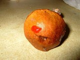 Boletus viscidocorrugis image