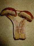 Boletus viscidocorrugis image