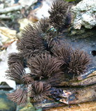 Stemonitis splendens image