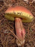 Boletus oliveisporus image