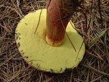 Boletus oliveisporus image