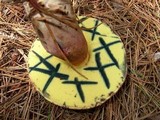 Boletus oliveisporus image