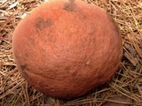 Boletus oliveisporus image