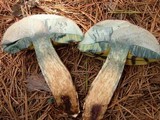 Boletus oliveisporus image