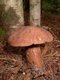 Boletus oliveisporus image