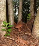 Boletus oliveisporus image