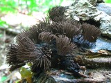 Stemonitis splendens image