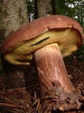 Boletus oliveisporus image