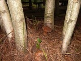 Boletus oliveisporus image