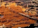 Tomentella fibrosa image