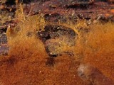 Tomentella fibrosa image