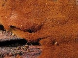 Tomentella fibrosa image