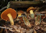 Boletus vermiculosoides image