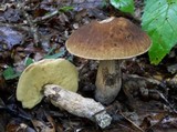 Leccinellum crocipodium image