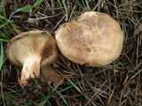 Paxillus involutus image
