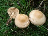 Marasmius oreades image