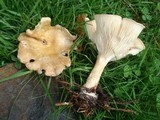 Clitocybe gibba image