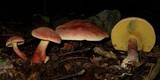 Boletochaete bicolor image