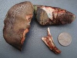 Tylopilus sordidus image