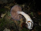 Cortinarius iodes image