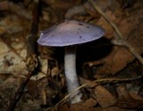 Cortinarius iodes image