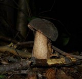 Tylopilus variobrunneus image