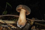 Tylopilus variobrunneus image
