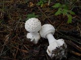 Amanita abrupta image