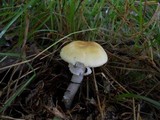 Amanita flavorubens image