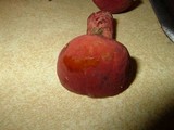 Boletochaete bicolor image