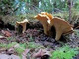 Cantharellus formosus image