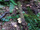 Cantharellus formosus image