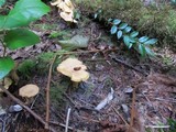 Cantharellus formosus image