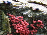 Arcyria denudata image