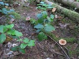 Royoporus badius image