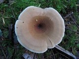 Royoporus badius image