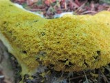 Fuligo septica image
