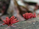 Arcyria denudata image
