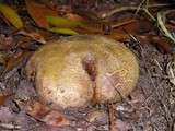 Scleroderma cepa image