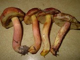 Boletus subglabripes image