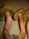 Boletus subglabripes image