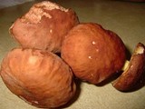 Boletus subglabripes image