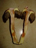 Boletus subglabripes image