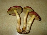 Boletus subglabripes image