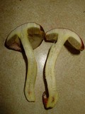 Boletus subglabripes image